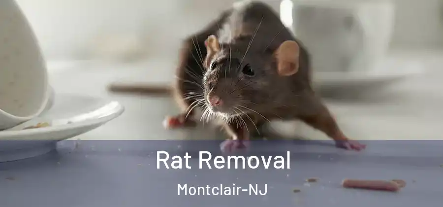 Rat Removal Montclair-NJ