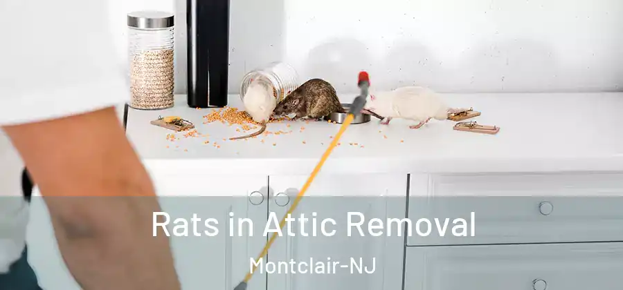 Rats in Attic Removal Montclair-NJ