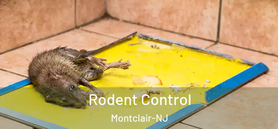 Rodent Control Montclair-NJ