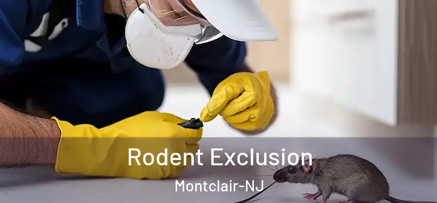  Rodent Exclusion Montclair-NJ
