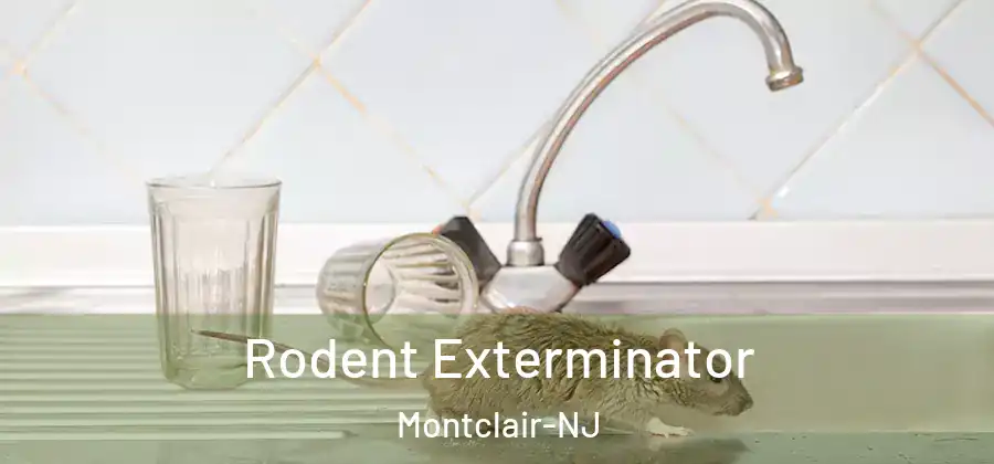 Rodent Exterminator Montclair-NJ