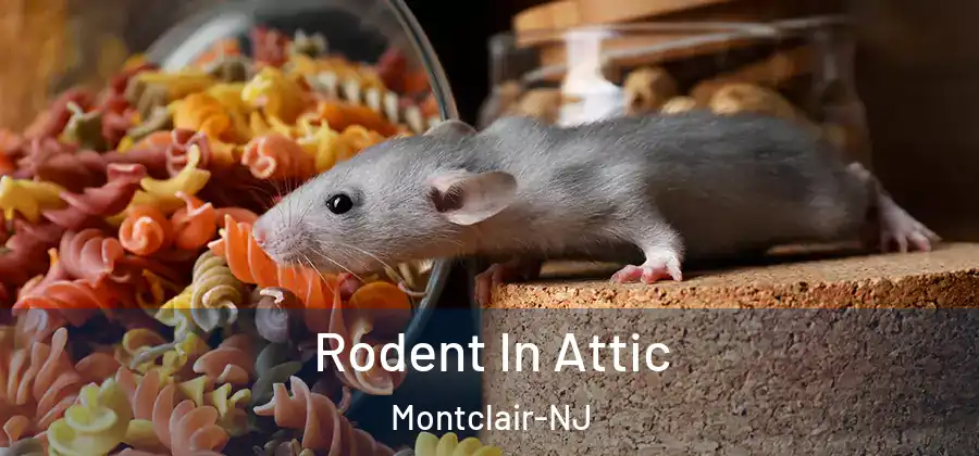  Rodent In Attic Montclair-NJ