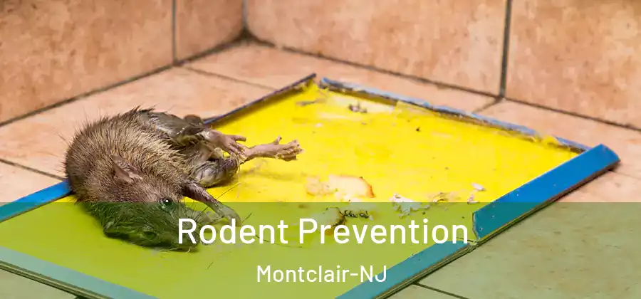  Rodent Prevention Montclair-NJ