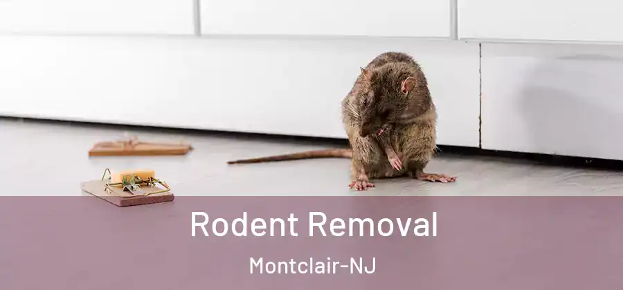  Rodent Removal Montclair-NJ