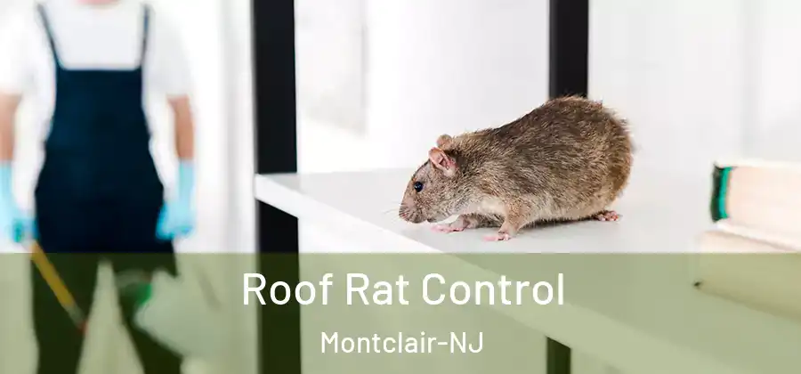  Roof Rat Control Montclair-NJ