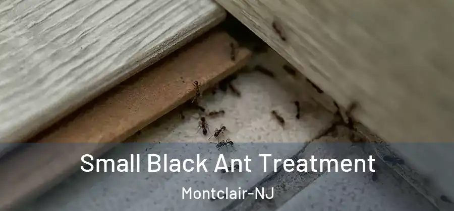  Small Black Ant Treatment Montclair-NJ