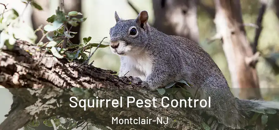 Squirrel Pest Control Montclair-NJ