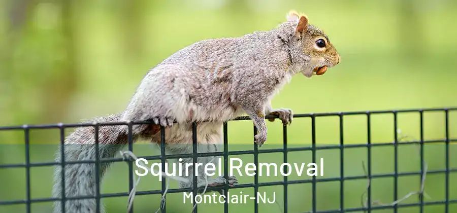  Squirrel Removal Montclair-NJ