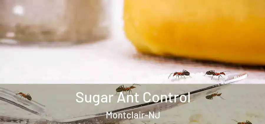  Sugar Ant Control Montclair-NJ