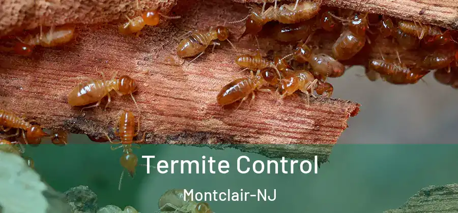 Termite Control Montclair-NJ