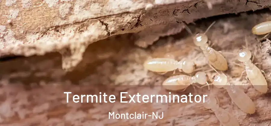 Termite Exterminator Montclair-NJ