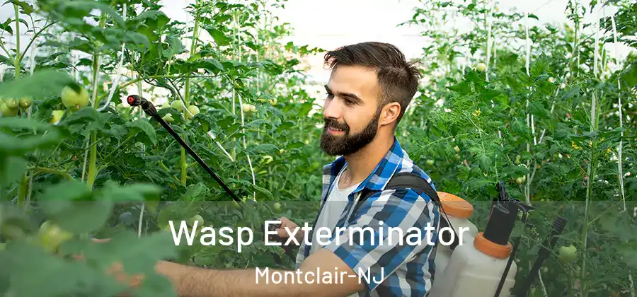 Wasp Exterminator Montclair-NJ