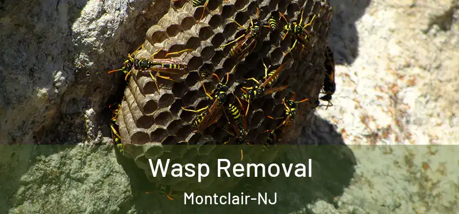  Wasp Removal Montclair-NJ