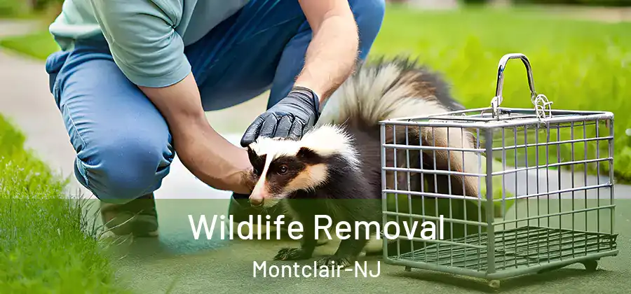 Wildlife Removal Montclair-NJ